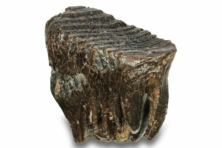 Fossil Woolly Mammoth Molar - Siberia #259937